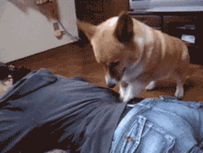 16-funniest-animal-gifs-in-the-internet-history