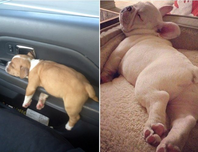 16-these-puppies-take-sleeping-to-a-new-cuteness-level