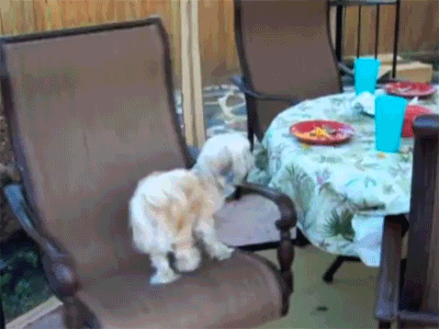 17-funniest-animal-gifs-in-the-internet-history