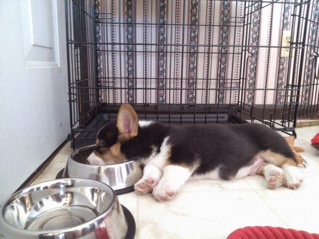 17-these-puppies-take-sleeping-to-a-new-cuteness-level
