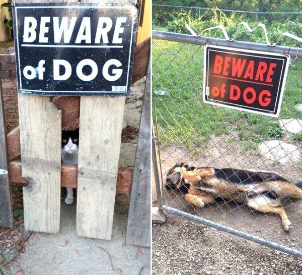 17-why-are-these-beware-of-dog-signs-even-here