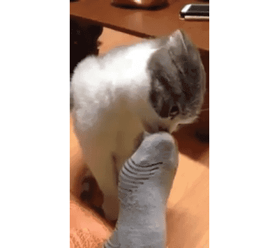 18-funniest-animal-gifs-in-the-internet-history
