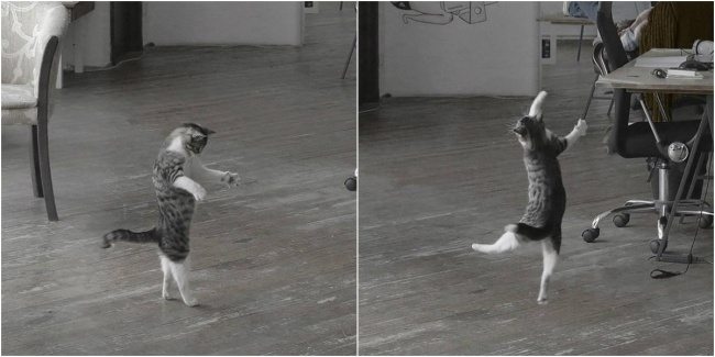 2-pics-proving-that-owning-a-cat-is-hilarious