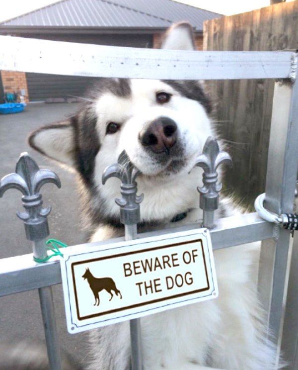 2-why-are-these-beware-of-dog-signs-even-here