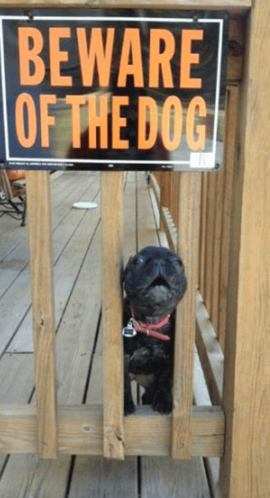 3-why-are-these-beware-of-dog-signs-even-here