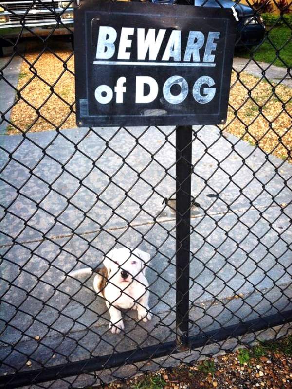 4-why-are-these-beware-of-dog-signs-even-here