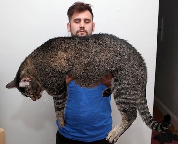 5-cats-so-large-they-seem-out-of-this-world