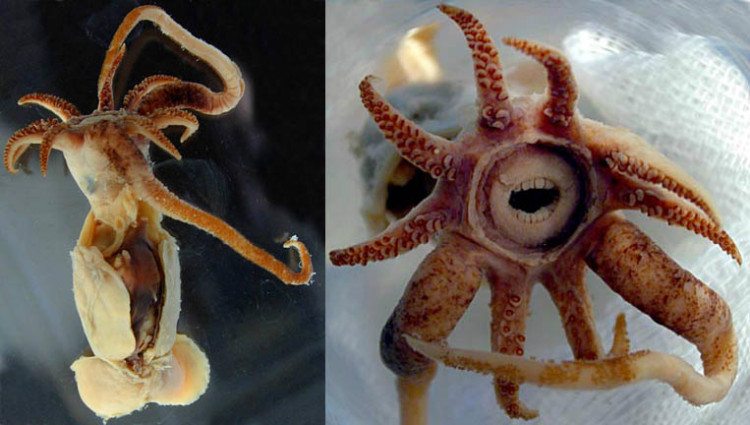 6-these-strange-animals-prove-what-nature-can-do