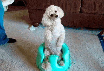 7-funniest-animal-gifs-in-the-internet-history