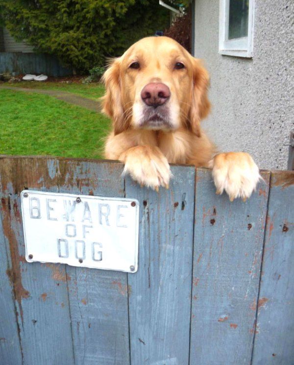7-why-are-these-beware-of-dog-signs-even-here