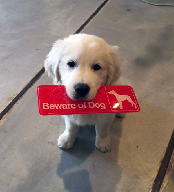 8-why-are-these-beware-of-dog-signs-even-here