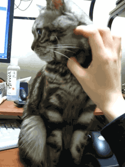 9-funniest-animal-gifs-in-the-internet-history
