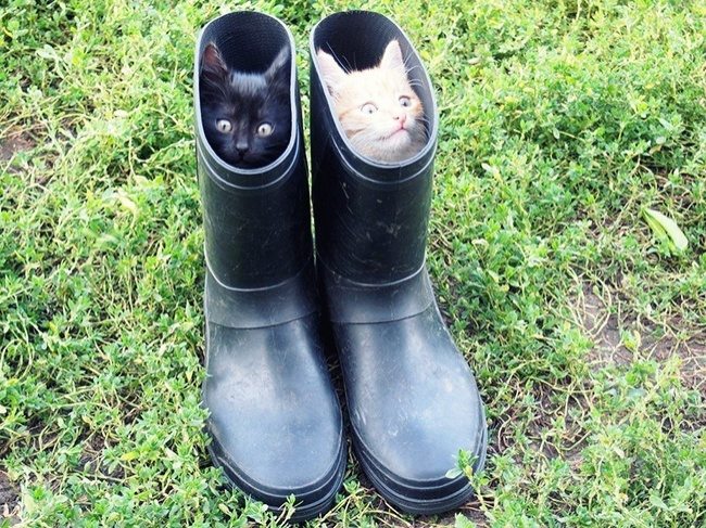 9-pics-proving-that-owning-a-cat-is-hilarious