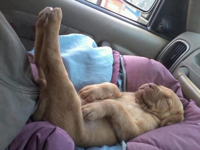 9-these-puppies-take-sleeping-to-a-new-cuteness-level