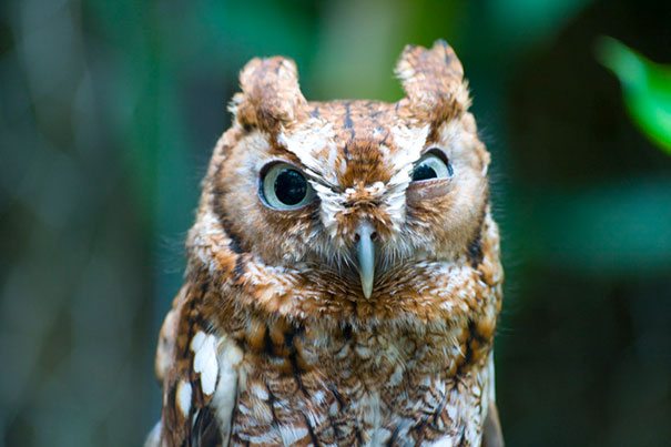 11-check-out-the-angriest-animals-on-the-internet