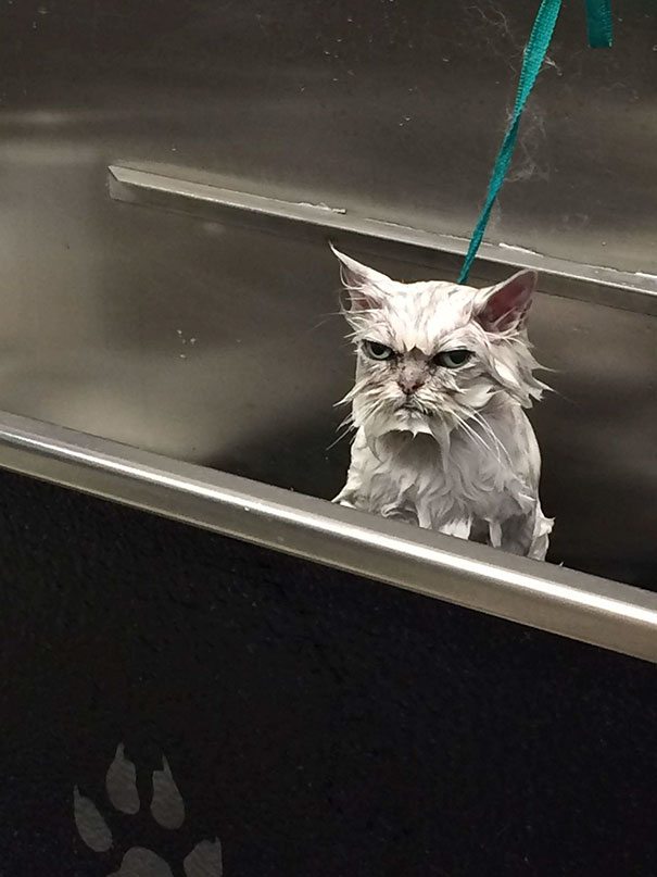 17-check-out-the-angriest-animals-on-the-internet
