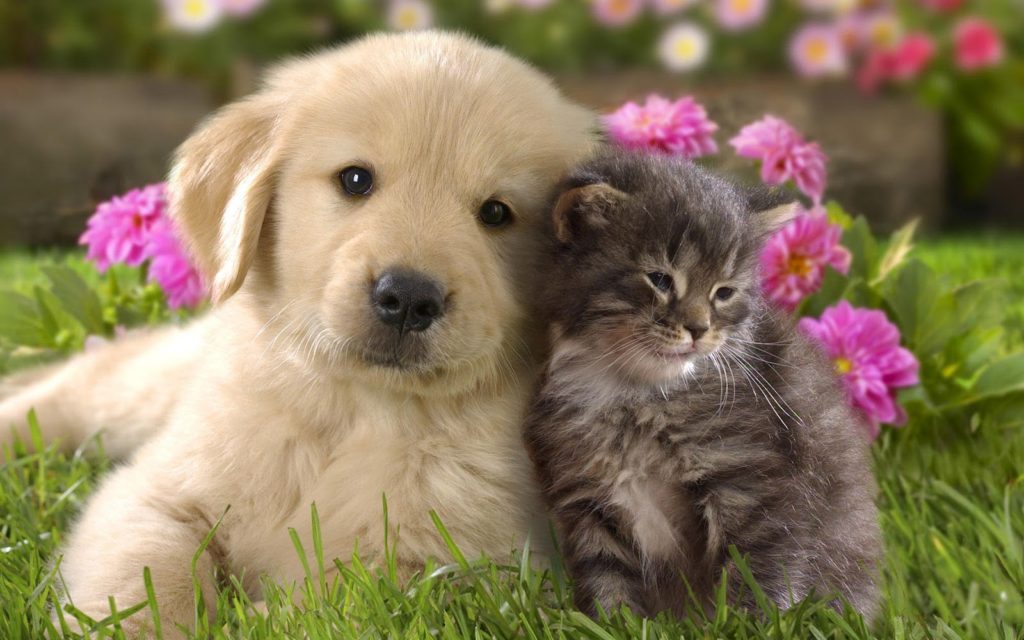 animal-cute-cat-and-dog-cuddling-cats-dogs_309803