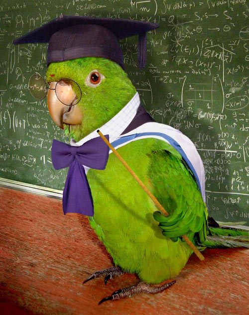 funny-parrot-teacher-teaching