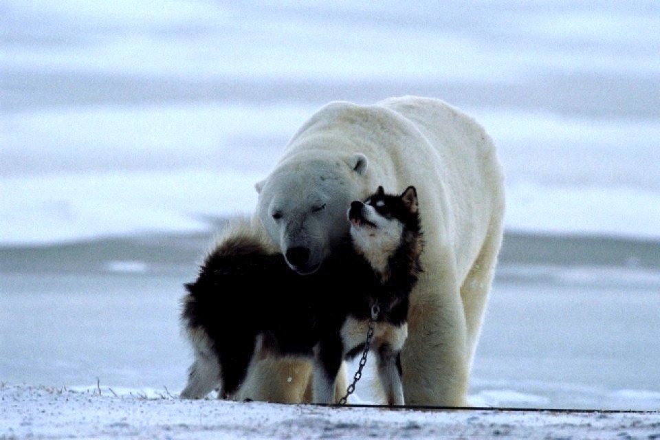 polar_bear_dog_friendship_3
