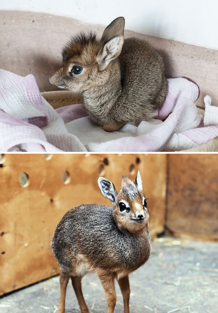 10-extremely-rare-animal-babies-that-define-perfection