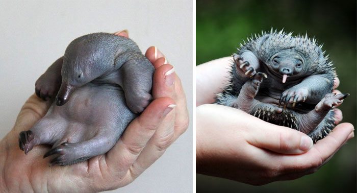 13-extremely-rare-animal-babies-that-define-perfection
