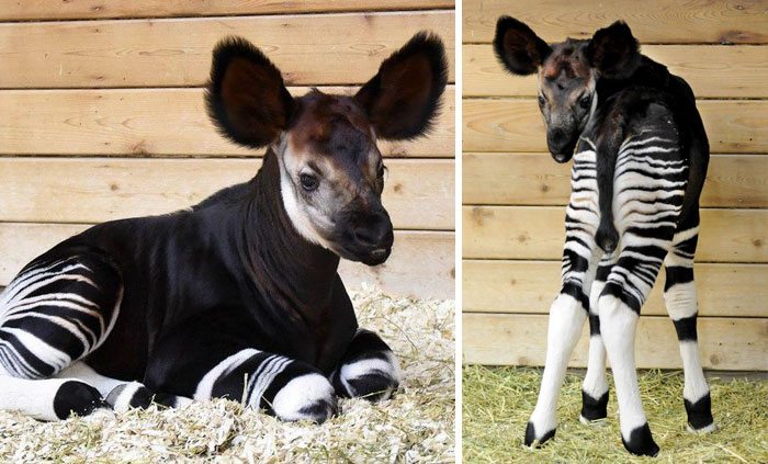 14-extremely-rare-animal-babies-that-define-perfection
