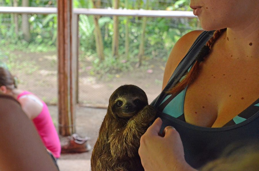 17-sloth-care-taker-hug