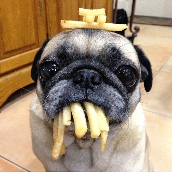 2-dog-french-fries-silly