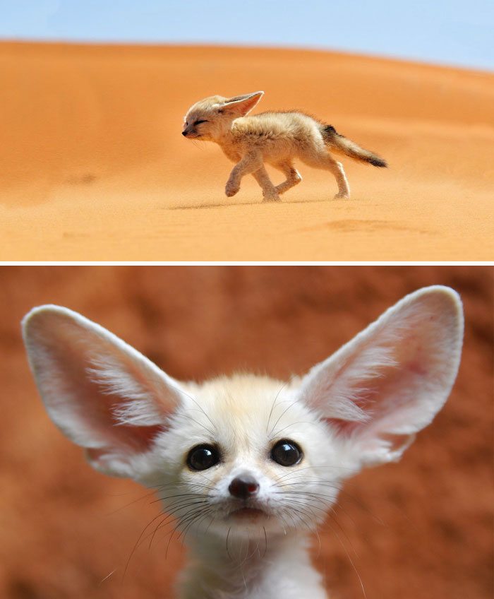 2-extremely-rare-animal-babies-that-define-perfection