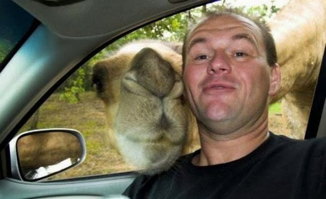 27-animal-and-human-selfies-hilarious-awesome