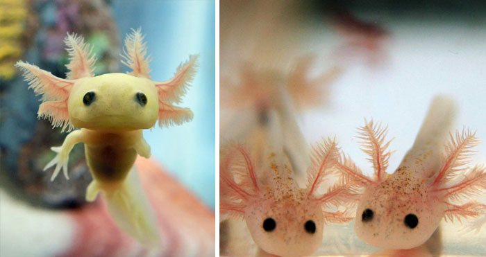 3-extremely-rare-animal-babies-that-define-perfection