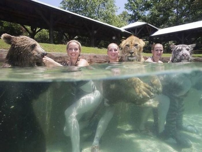 4-pool-girls-lion-tiger-bear-amazing