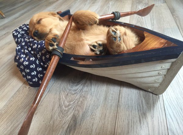 4-sleeping-puppy-boat