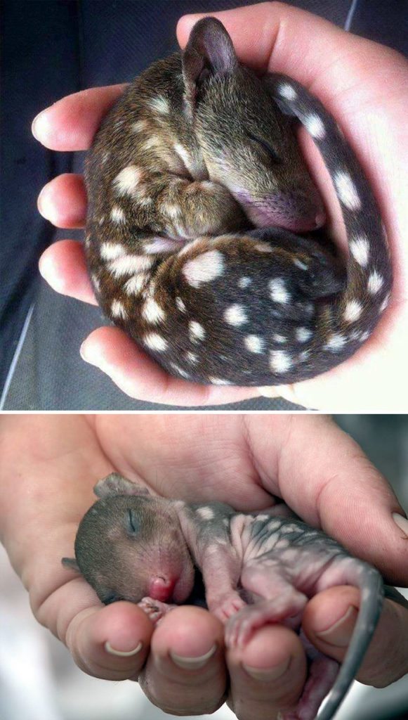 5-extremely-rare-animal-babies-that-define-perfection