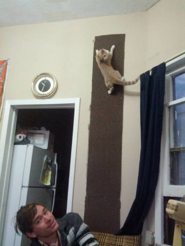 6-cat-climb-wall-scary