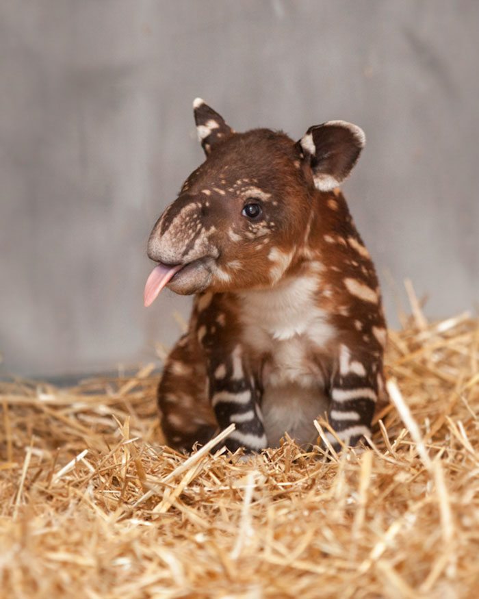 7-extremely-rare-animal-babies-that-define-perfection