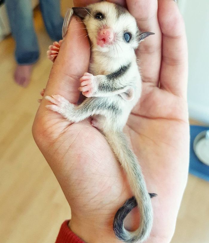 9-extremely-rare-animal-babies-that-define-perfection