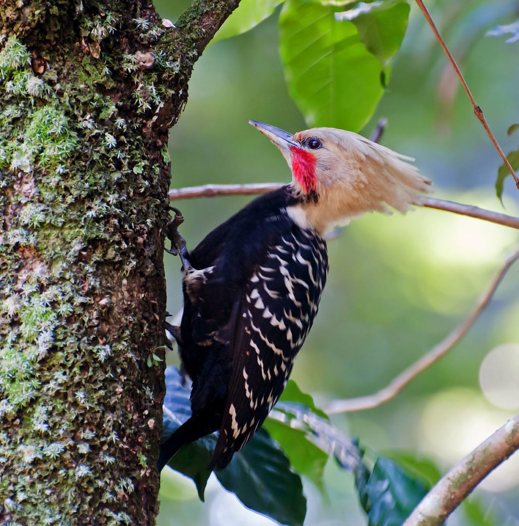 Blond-crested-woodpecker