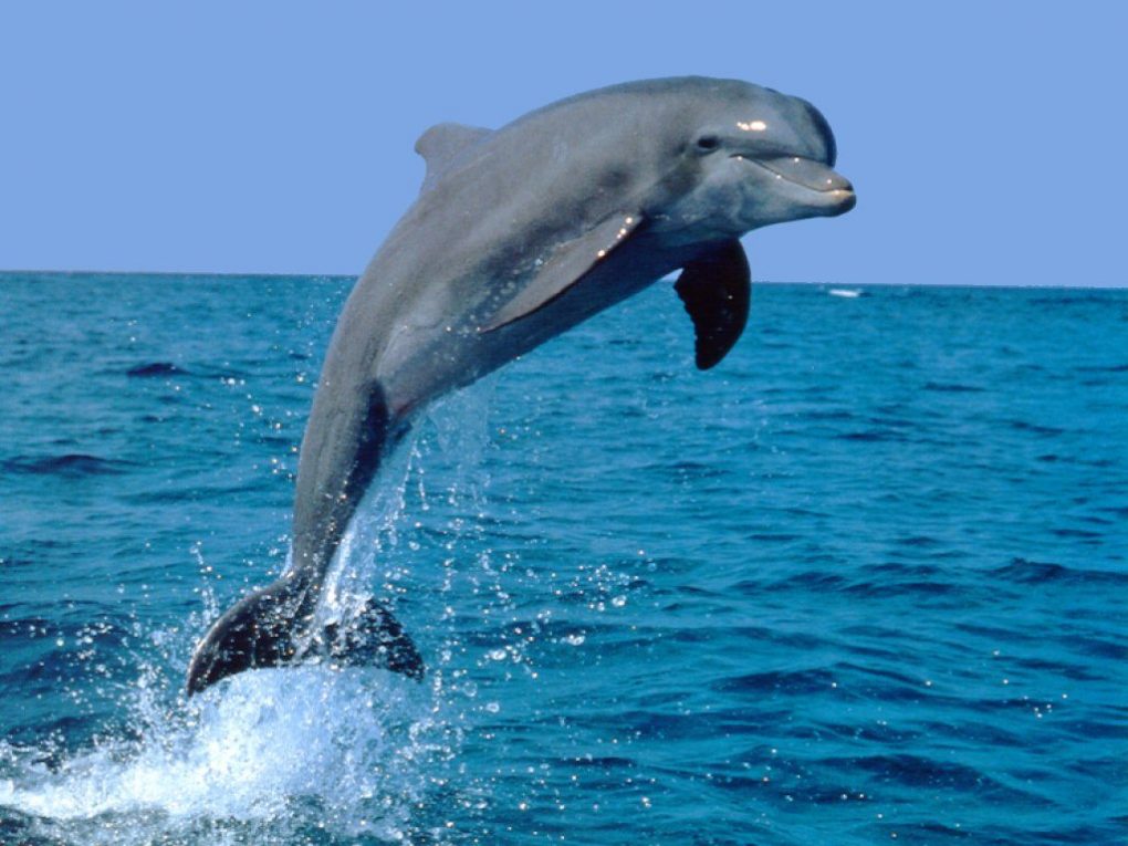 Bottlenose-Dolphin