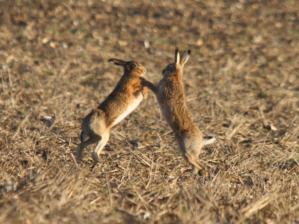 In a field in Norfolk, a female brown hare wards off a male’s aggressive advances