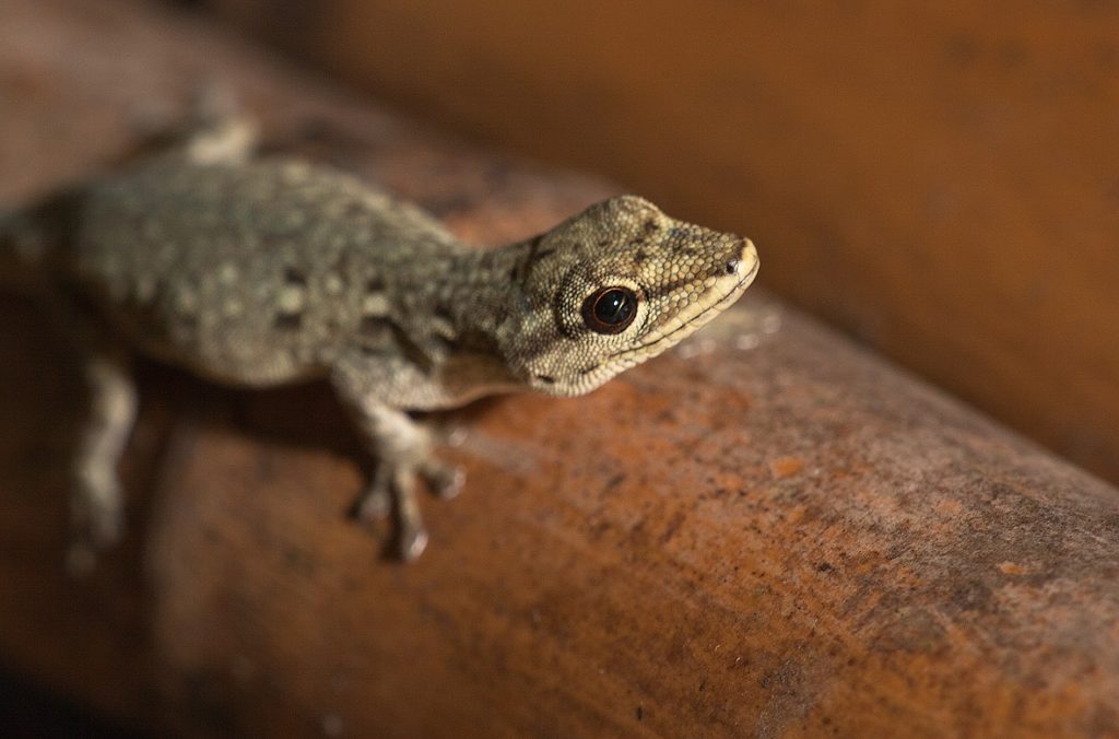  Dwarf Gecko