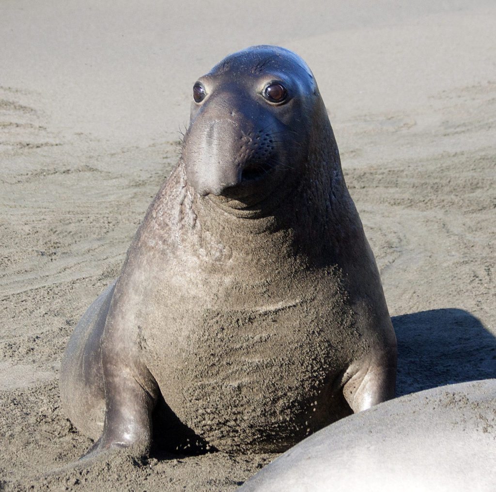 Elephant-Seal