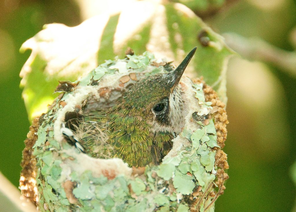 Hummingbird-4