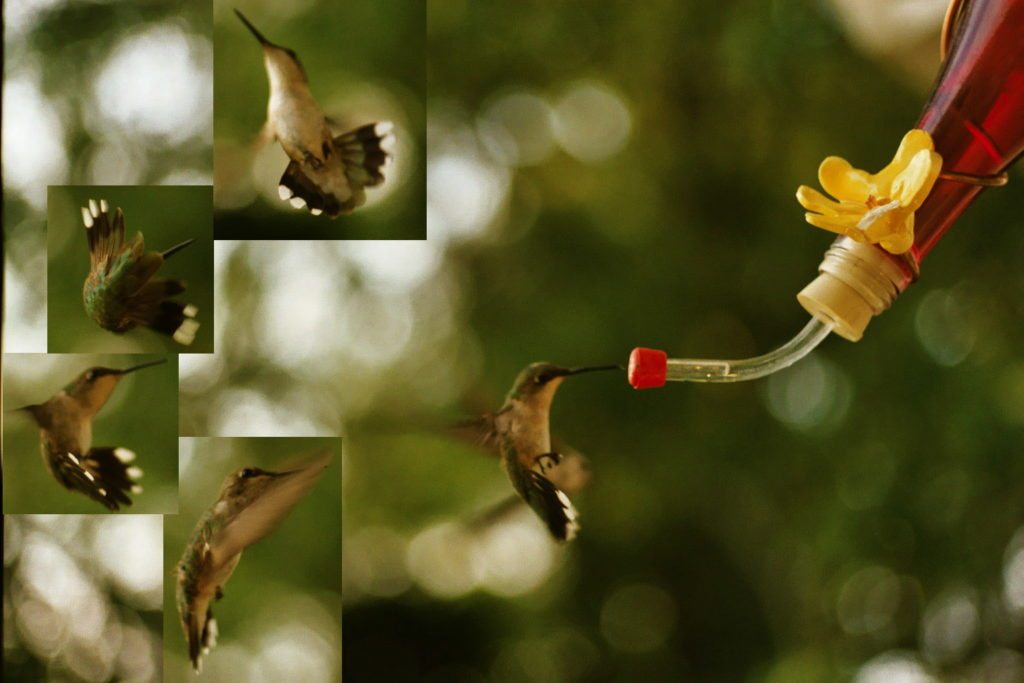 Hummingbird-6