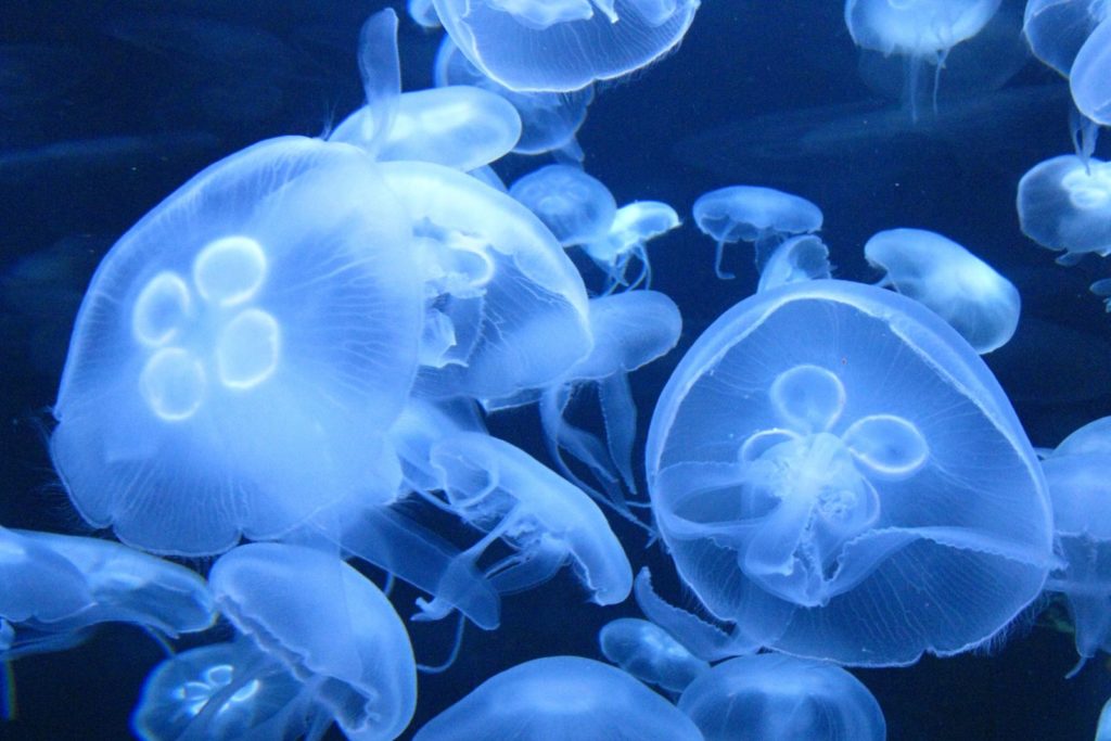 Moon Jellyfish 