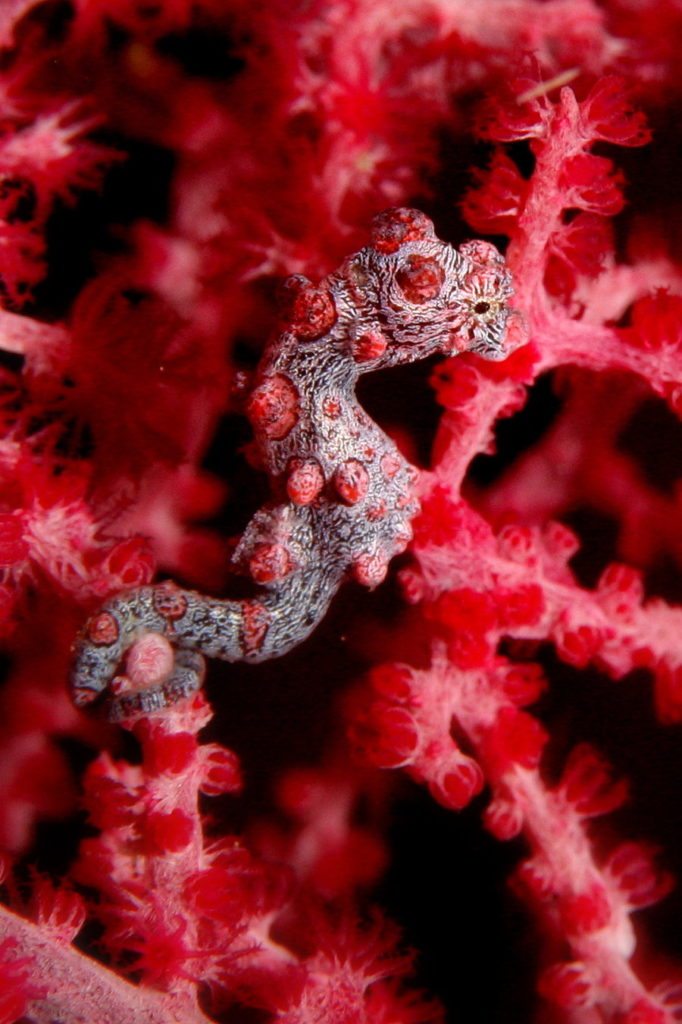 Denise’s pygmy seahorse