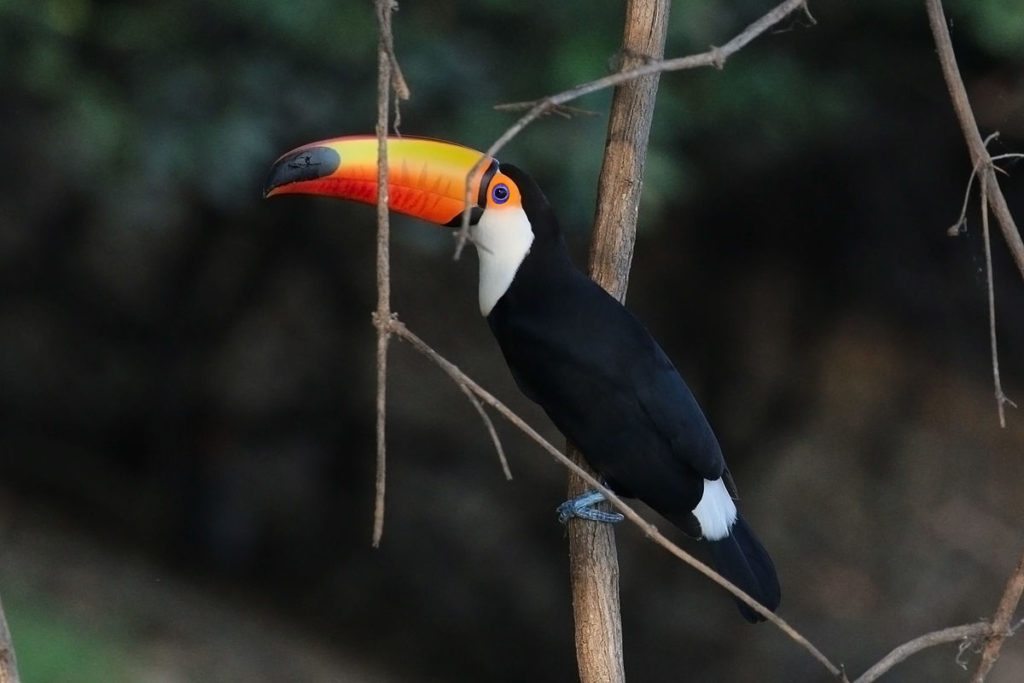 Toco-toucan