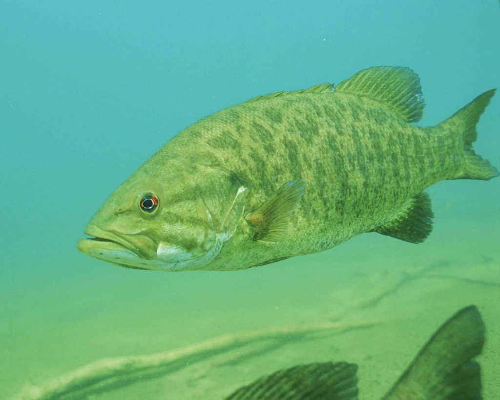 bass-fish