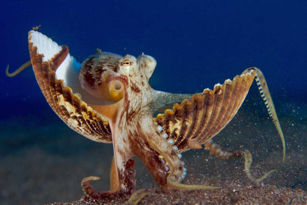 coconut-octopus