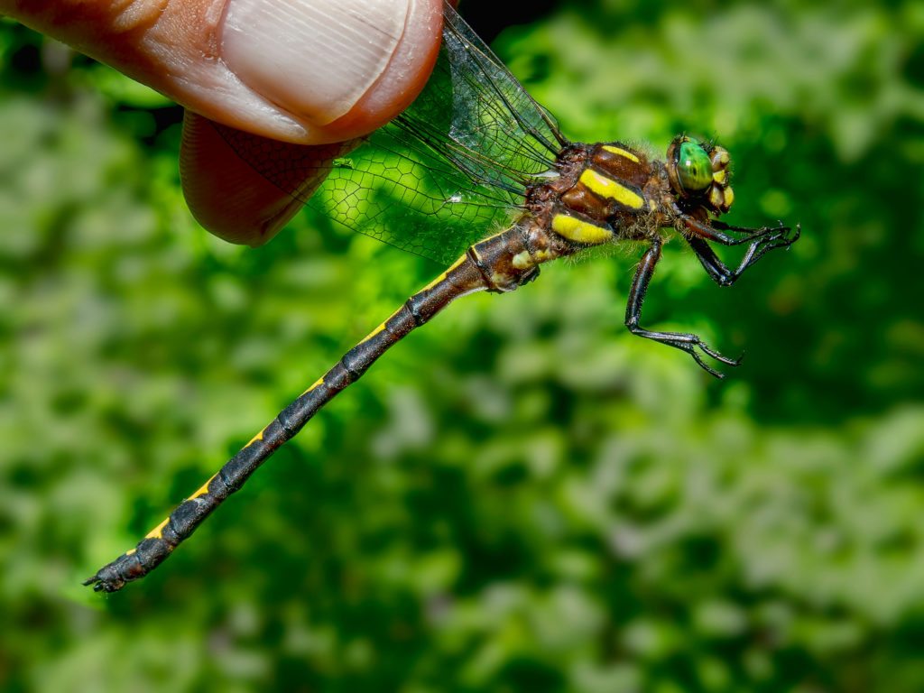 The Effect That Dragonflies Have On Human Life Animal Encyclopedia
